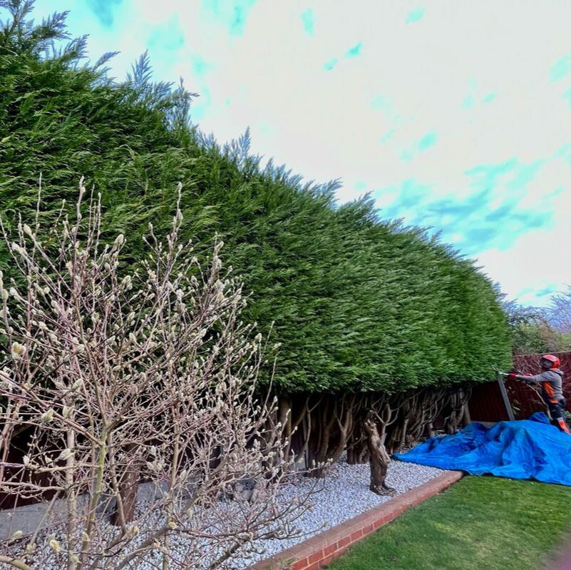 Professional Conifer hedge trimming by SunnySide Gardeners in Leicestershire