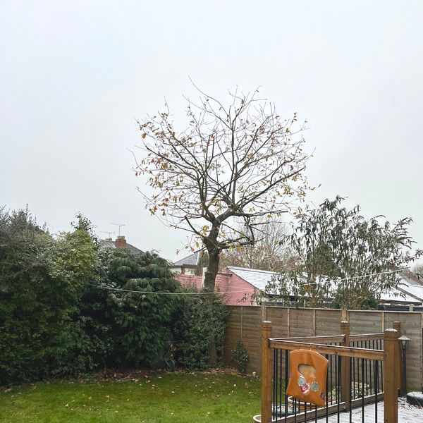 Oak Tree Pruning by SunnySide Gardeners, Local professional Tree Surgeons in Leicestershire 
