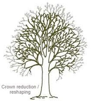Tree picture showing how a Crown reduction / reshaping will typically look like