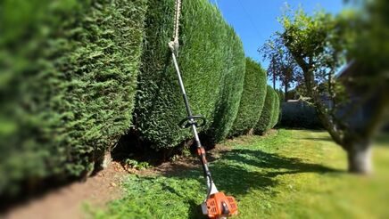 Conifer hedgerow trimming with Stihl tool