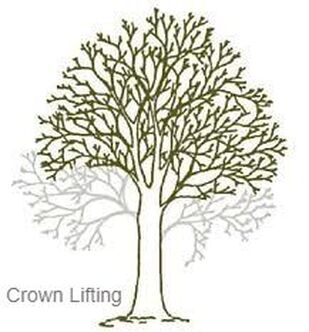 Tree picture showing how a Crown lift will typically look like