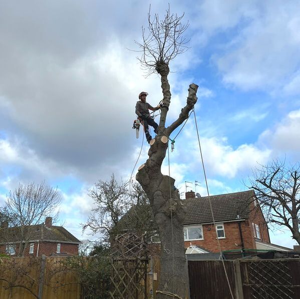 Leicestershire Tree Surgeon Martin Crosbie of SunnySide Gardeners felling a large Aah Tree
