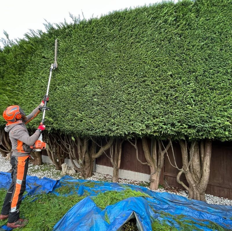 Professional Conifer hedgerow trimming by SunnySide Gardeners in Leicestershire