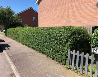 Pyracantha hedgerow reduction carried out by SunnySide Gardeners of Leicestershire