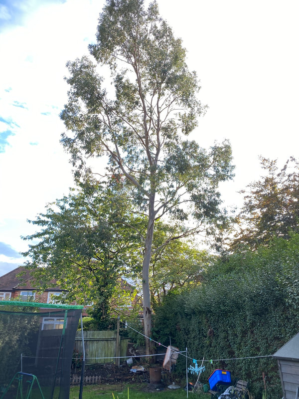 Eucalyptus tree removal 