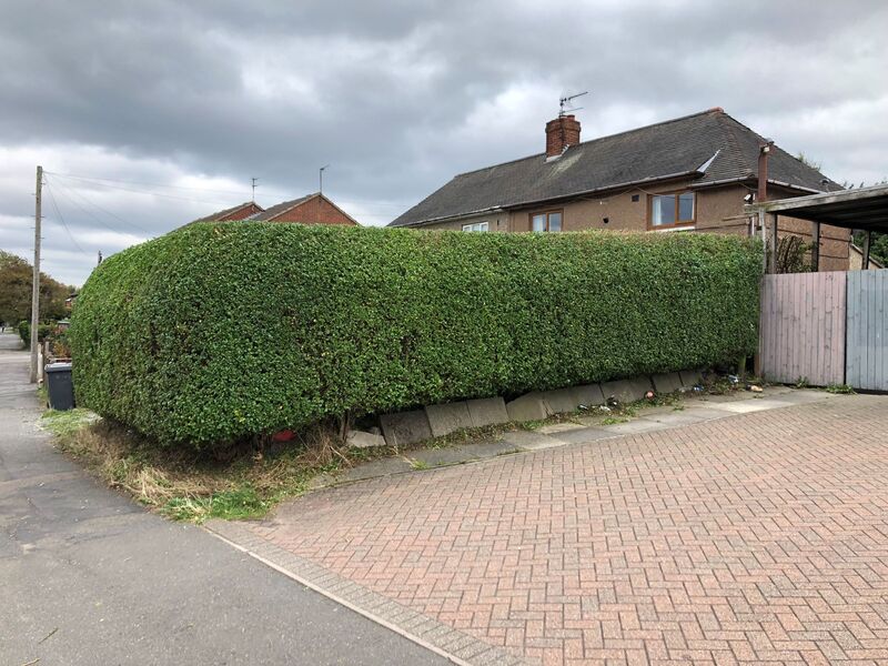 Large Privet Hedge, also known as Ligustrum ovalifolium, has been trimmed and shapped.