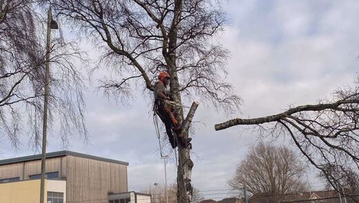 Tree surgeon felling birch tree