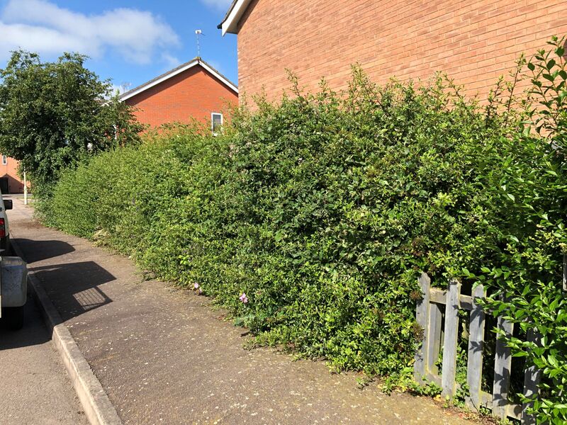Over grown Pyracantha Hedge row in need of a trim and height reduction.