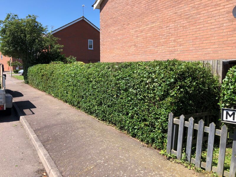 Pyracantha Hedge rown was trimmed by SunnySide Gardeners, and now looks neat and tidy. a presentable hedgrow for the neighbourhood.